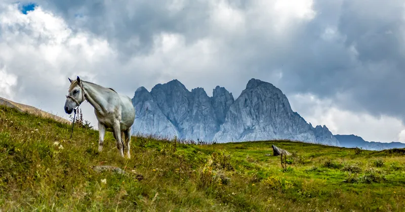 A horse in Kazbegi