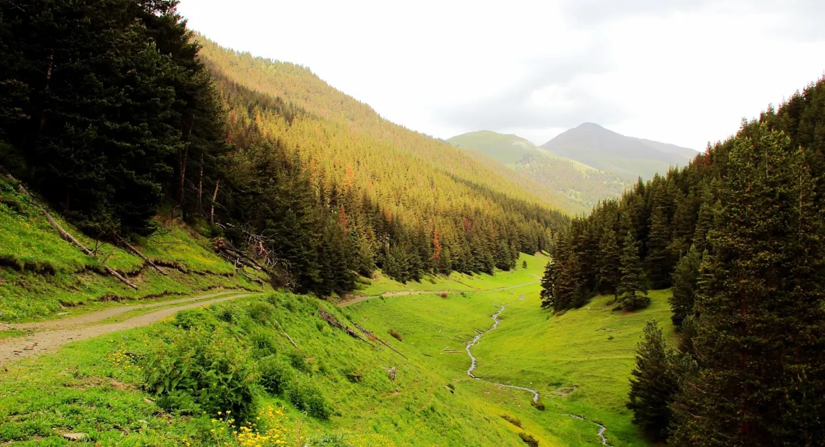 A coniferous forest